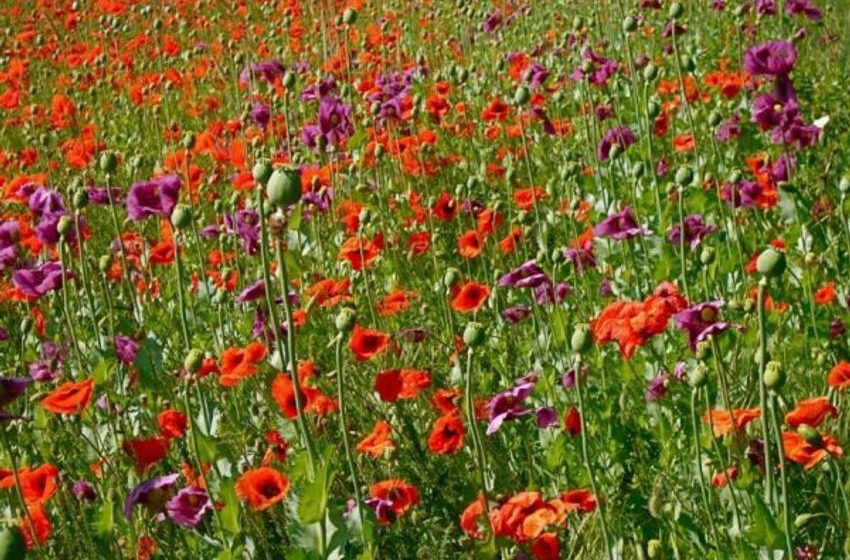 Psychoactive Drug use in the Ancient World