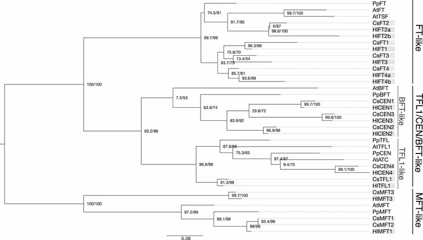 FT-like genes in Cannabis and hops: sex specific expression and copy-number variation may explain flowering time variation
