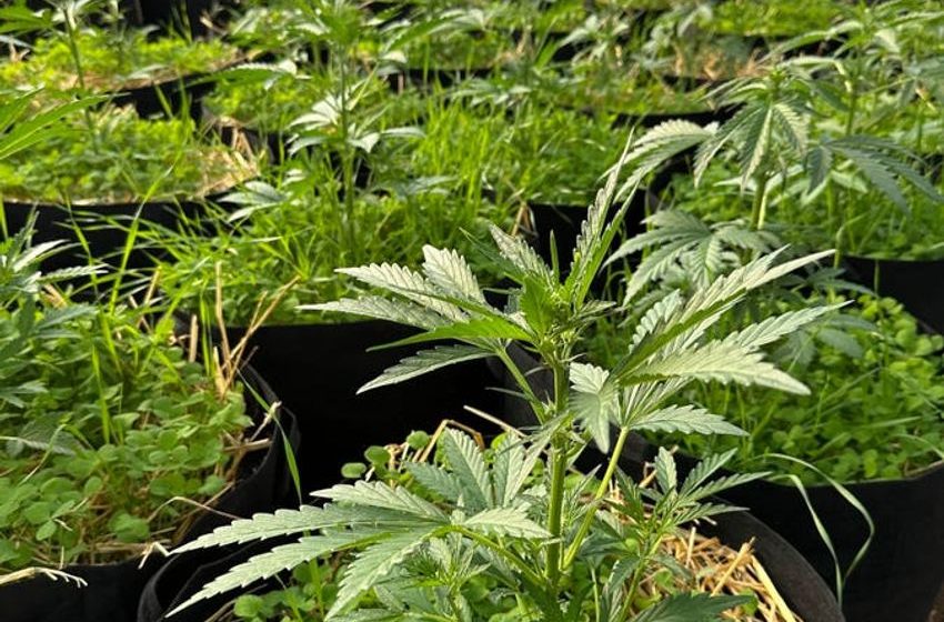  Prairie Island Indian Community Crafts Sustainable Cannabis Vision