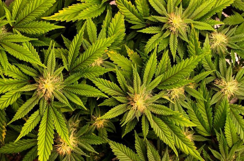 Cannabis extract found to be effective for lower back pain