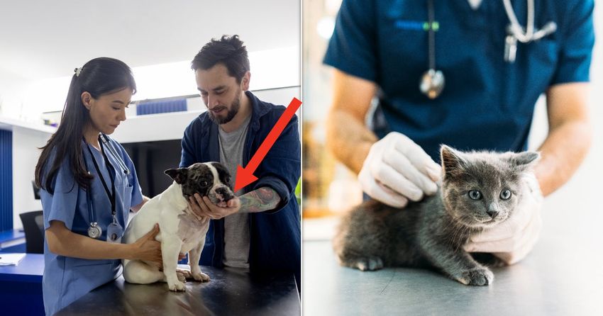 Veterinarians Share The Absolute Worst Things You Can Do At The Vet