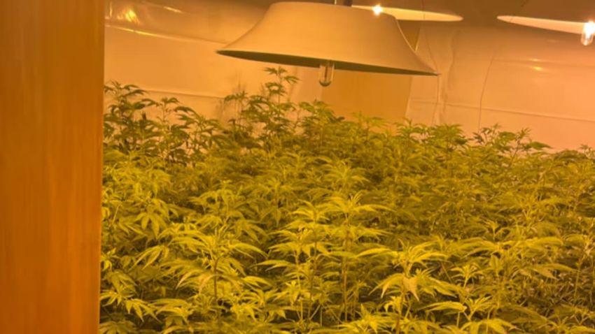Auckland police seize 500kg of cannabis and MDMA in major drug raids