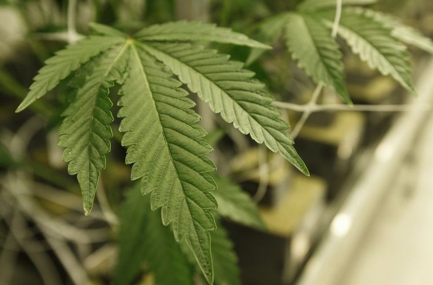 Opinion: How medical cannabis can help Canada reach its new export ambitions