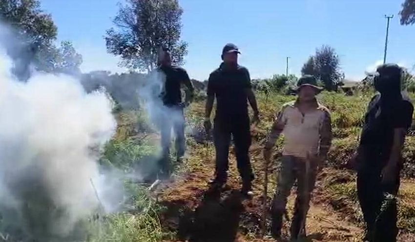  Over 10 tonnes of illegal cannabis destroyed in Sohiong anti-narcotics operation