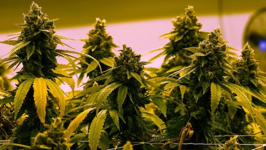  New clinical trial shows cannabis-based oil improved chronic low back-pain