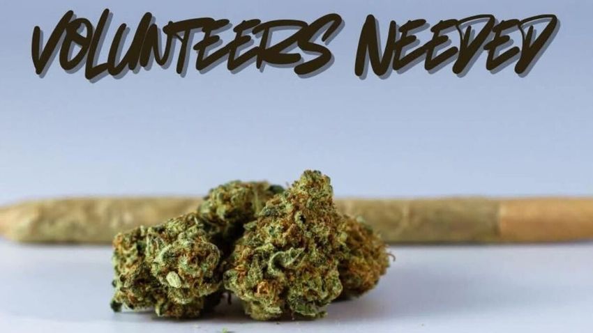  Police flooded with volunteers to smoke weed for impairment training