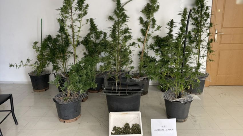 Fokida: Man arrested for drugs – 11 cannabis plants found in pots