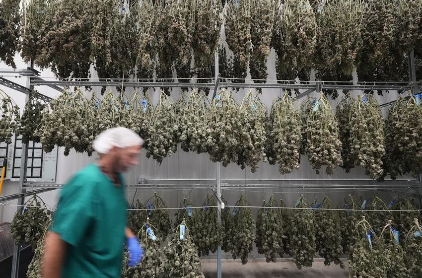  Verano cannabis cultivation facility in Canton begins producing pre-rolled joints