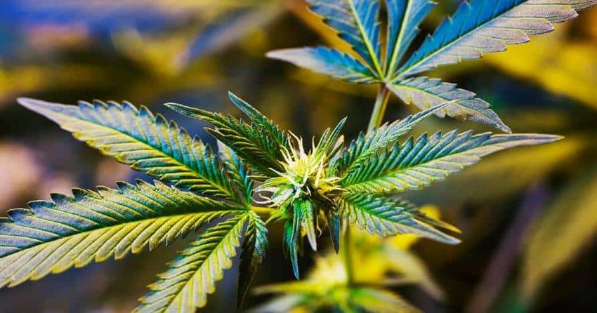 Genes Reveal Hidden Links Between Cannabis Use and Mental Health