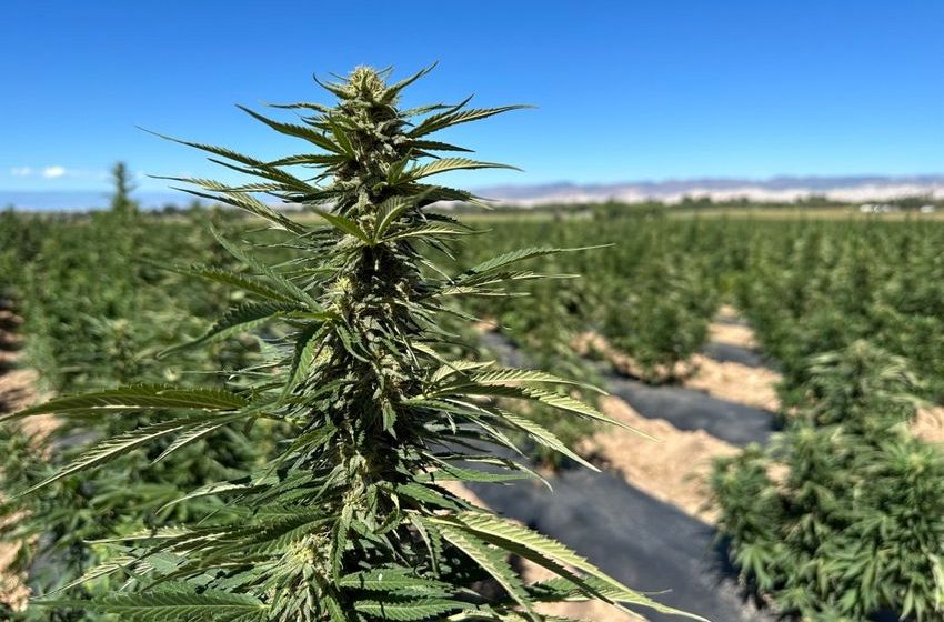  Government reopening takes ‘sledgehammer’ to hemp, CBD industries, Colorado advocates say