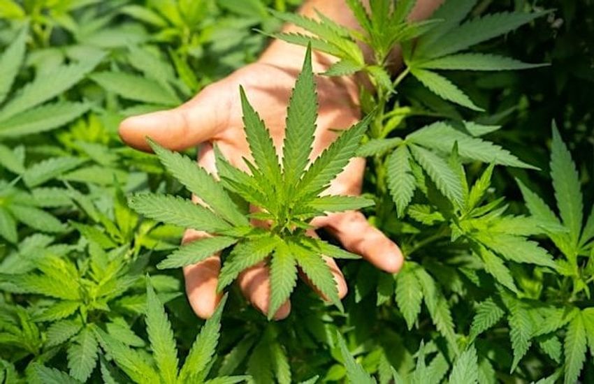  WATCH Tucker Carlson: ‘Destructive’ marijuana is now a tool of social control