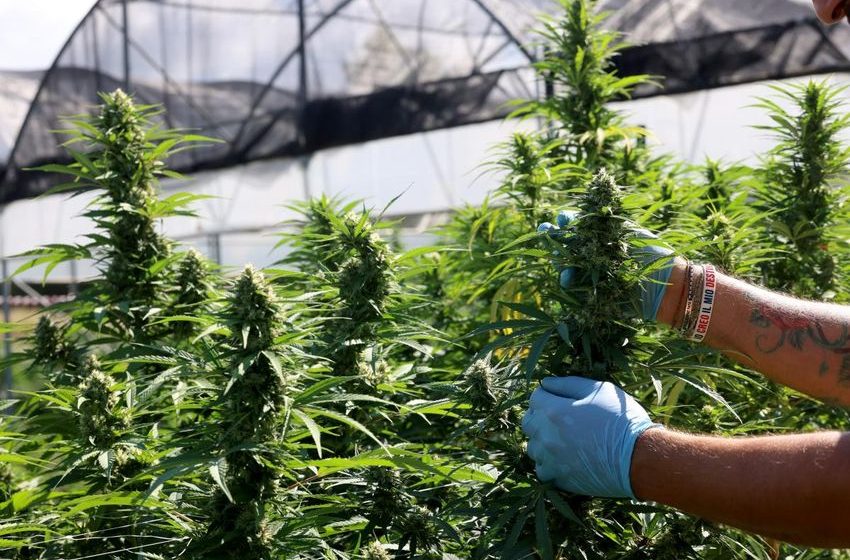  Trump’s ‘hemp ban’ shut down backdoor legal weed — and the pot industry is howling