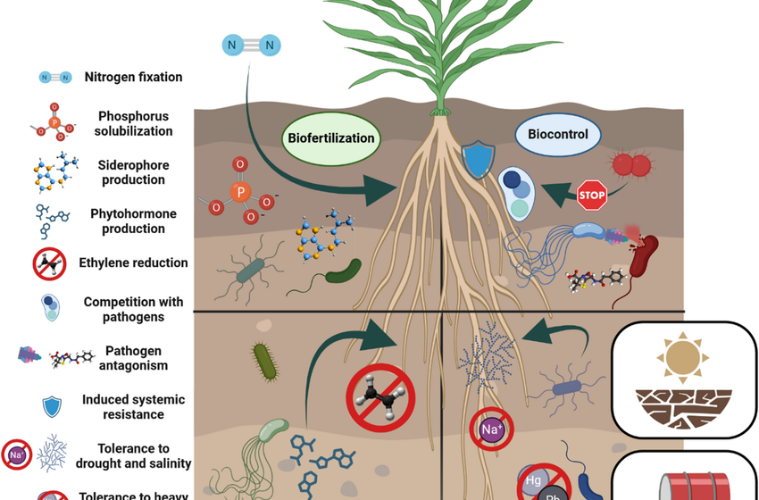  Emerging crops and plant growth-promoting bacteria (PGPB): a synergistic approach to climate-resilient agriculture