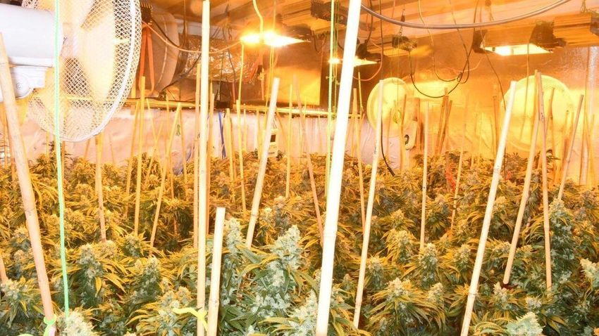  Man, 50s, arrested after €137k cannabis found in Louth