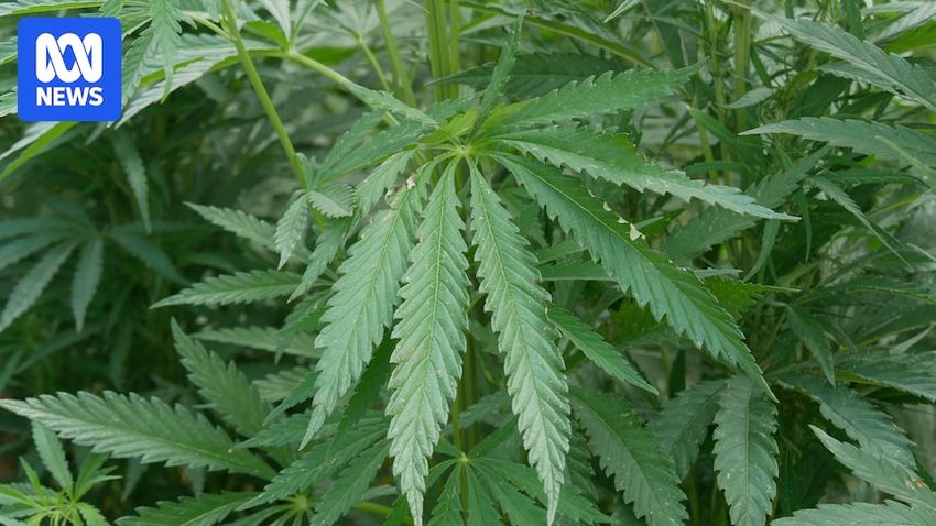  Winter trial could be key to unlocking ‘huge’ industrial hemp industry