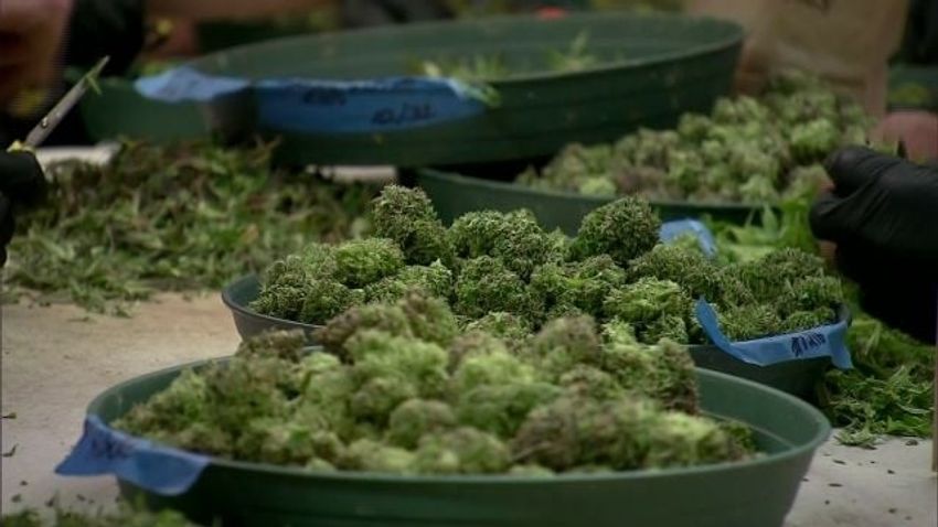  Local oversight for tax-funded cannabis community grants – 47abc