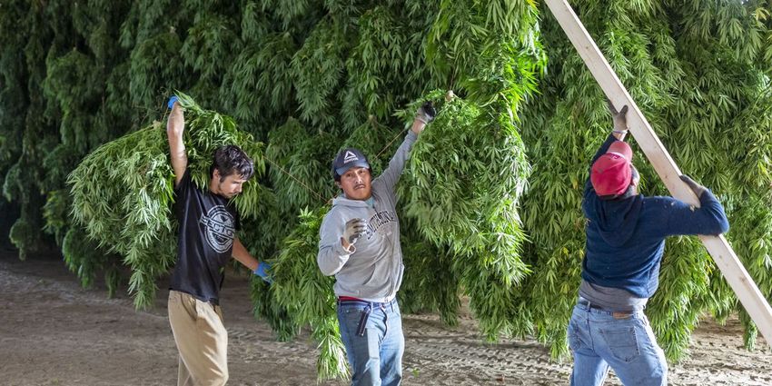  ‘Pretty Much Put Us Out of Business’: Uproar After Shutdown Bill Targets Hemp Industry