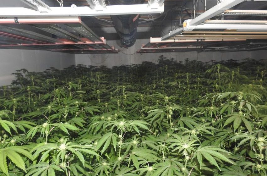  Major bust: Deputies seize nearly 1,000 marijuana plants in Northern California