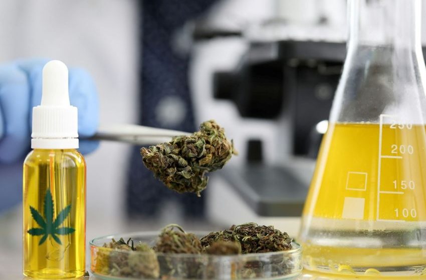  Beyond the High: California Cannabis Shines a Light on the Practical Uses of Cannabis