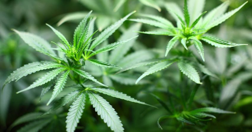  Recreational marijuana measure blocked amid signature form dispute