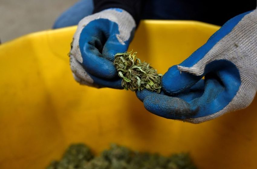  How the bill that ended the shutdown could threaten the U.S. hemp industry’s future