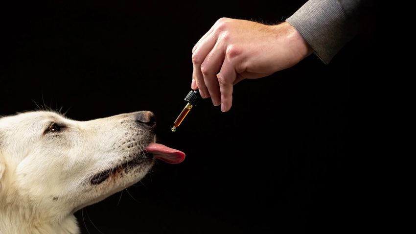  Scientists studied 47,000 dogs on CBD and found a surprising behavior shift