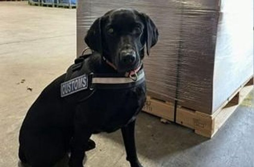  Cannabis worth €2.2m found by detector dog Maggie at Dublin Airport