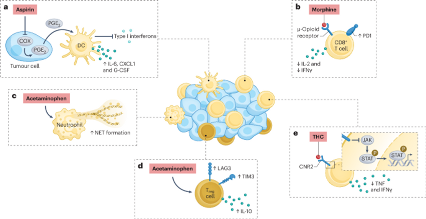  The impact of concomitant medications on treatment outcomes in patients with cancer receiving immune checkpoint inhibitors