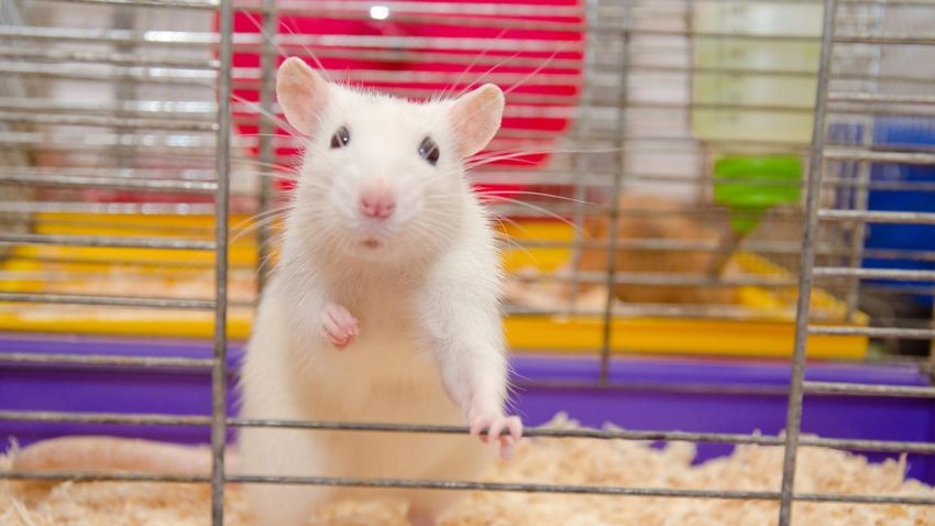  If offered, rats will use cannabis to deal with stress