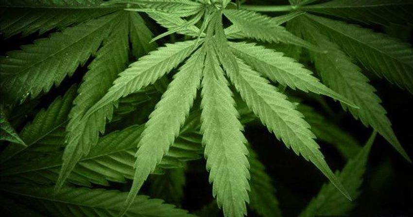  Washington State University researcher responds to executive order easing marijuana restrictions