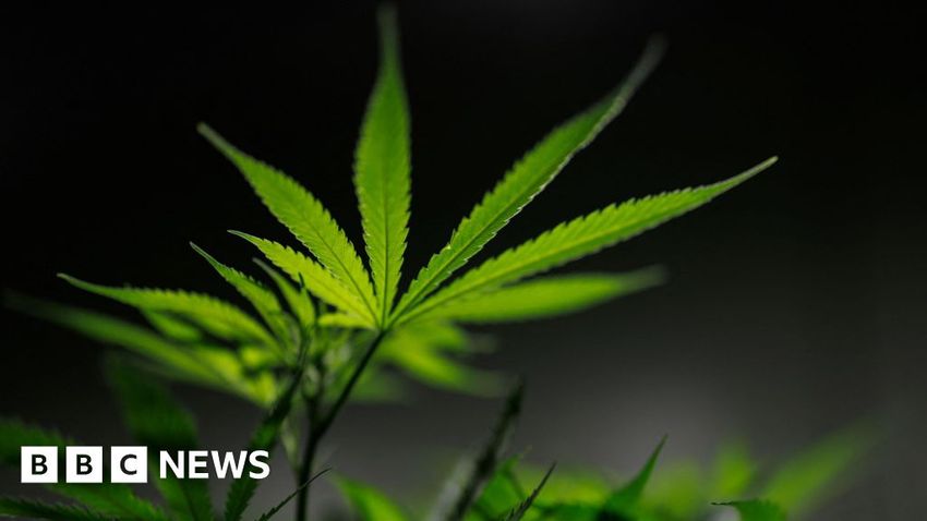  Medicinal cannabis company to create 100 jobs in Scottish expansion