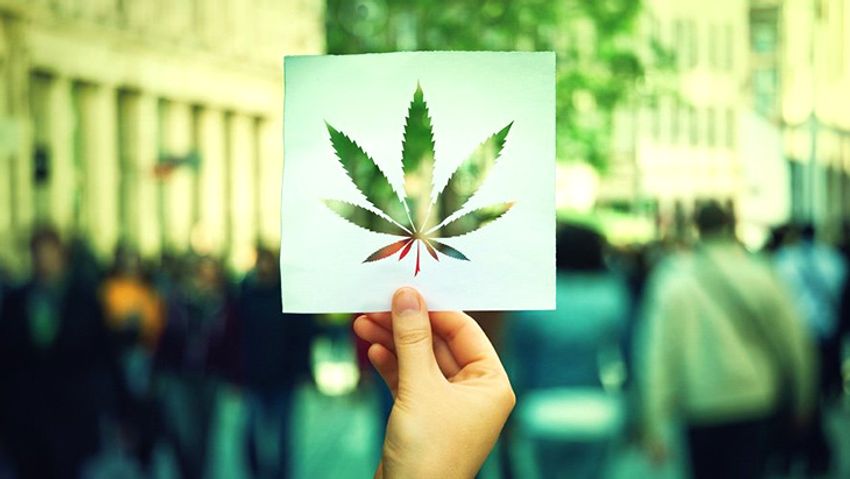  Now Is the Time to Double Down on Cannabis Activism