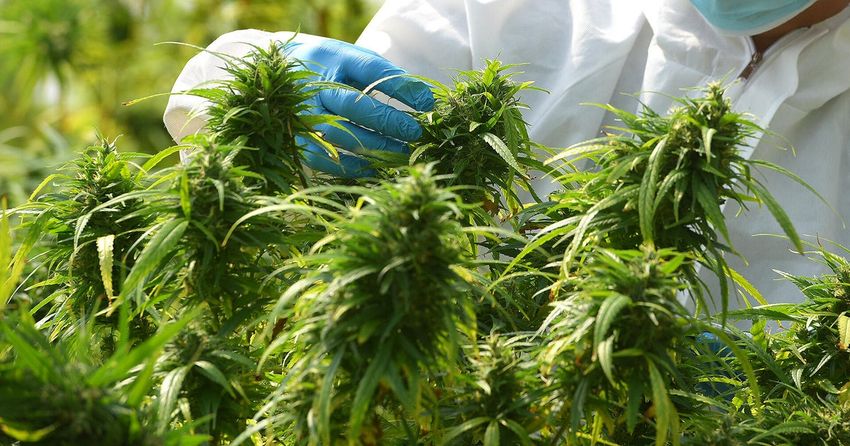  Trump expected to sign order reclassifying marijuana as a Schedule III drug