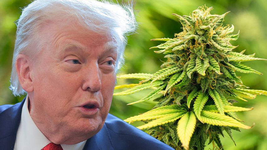  Donald Trump Signs Order to Reclassify Marijuana as Schedule 3 Drug