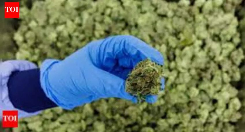  New review of medical cannabis use finds little evidence of its benefits