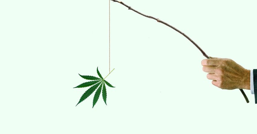  America’s New Rules on Weed