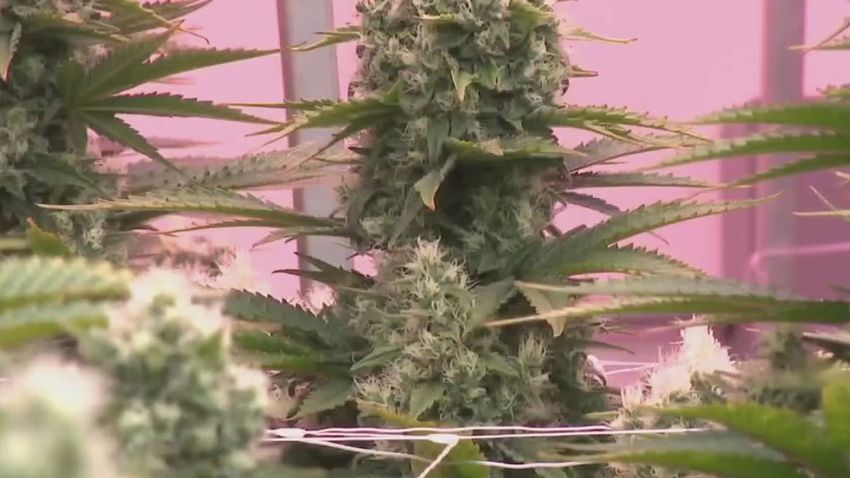  Texas DPS moving forward with expanding cannabis compassionate use program