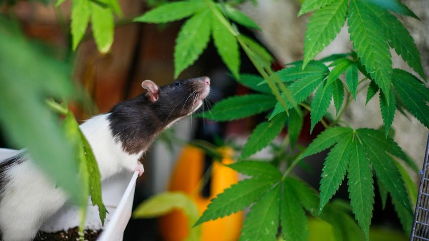  Stressed rats keep returning to cannabis and scientists know why