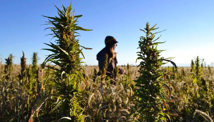  Hemp industry braces for upheaval thanks to little-noticed budget provision