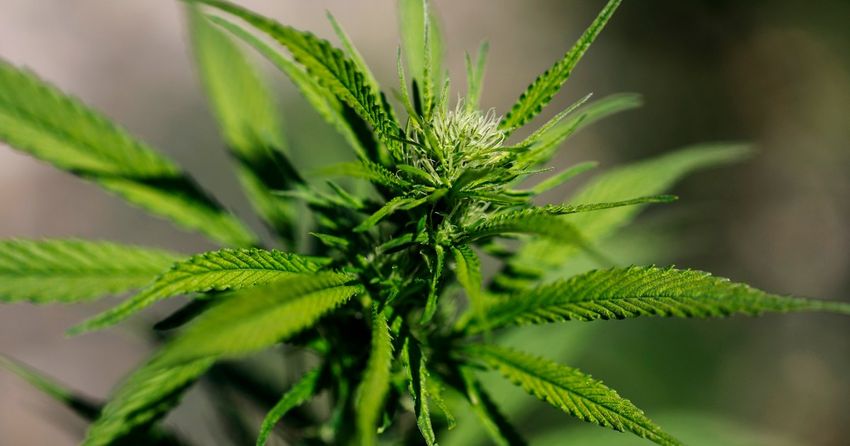  Trump signs executive order fast-tracking reclassification of marijuana