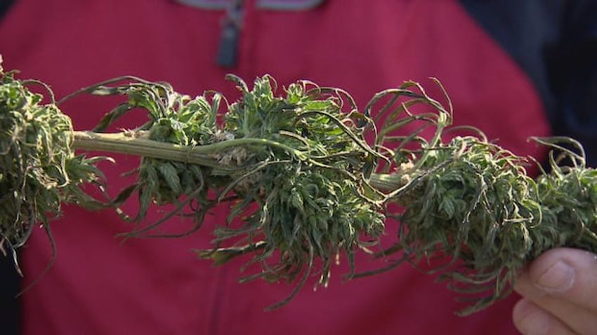  It’s ‘been a battle’ for Canada’s hemp industry, Alberta processor says