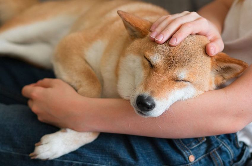  Dogs Given CBD Showed Lower Aggression Over Time, Unlike Dogs That Never Received It