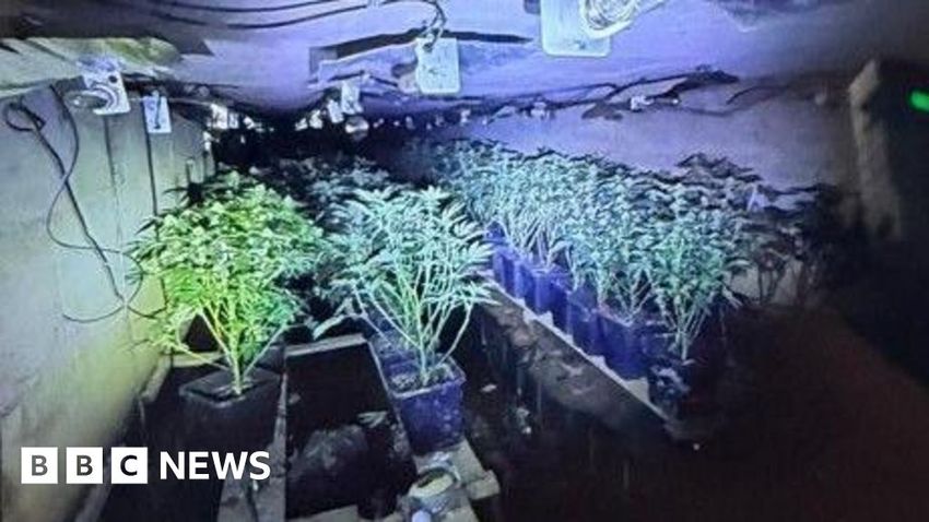  ‘Sophisticated’ cannabis farm found under motorway