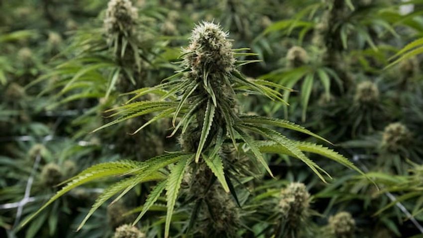  N.S. premier wants crackdown on illegal cannabis, asks Mi’kmaw chiefs for support