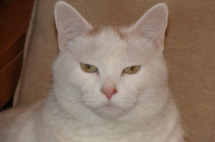  Crooked Meatball Chronicles (Open Thread)