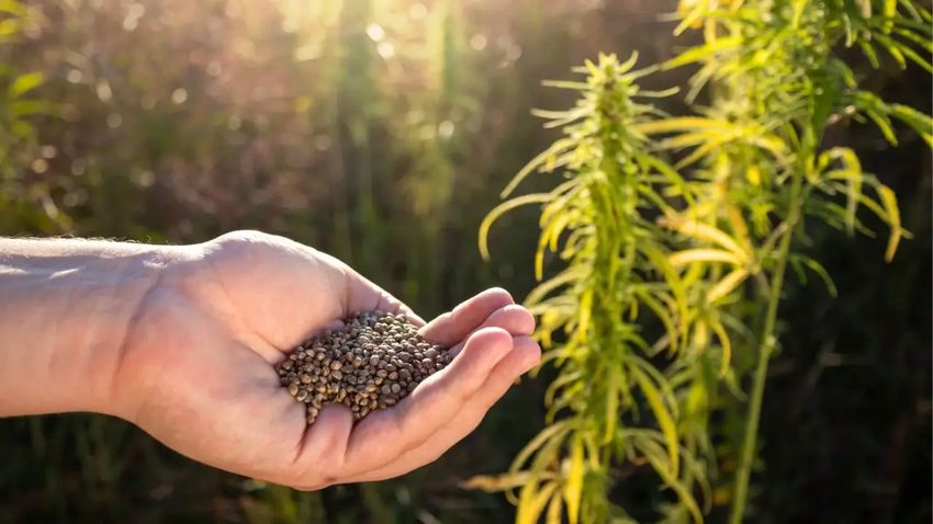  Reconsidering Hemp: A Promising Grain Crop