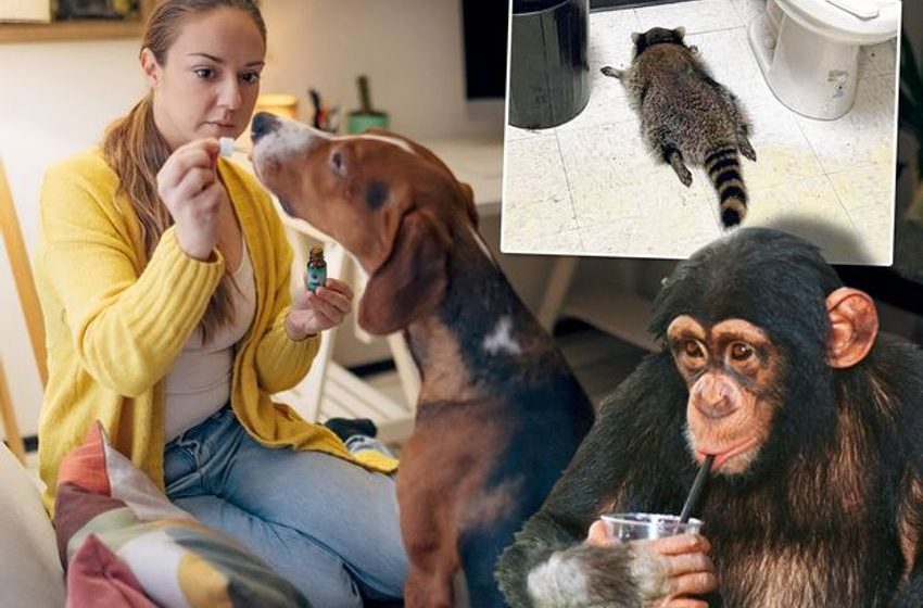  Luke O’Neill: Dogs on cannabis, drunk racoons and dancing monkeys – how our animal friends cut loose