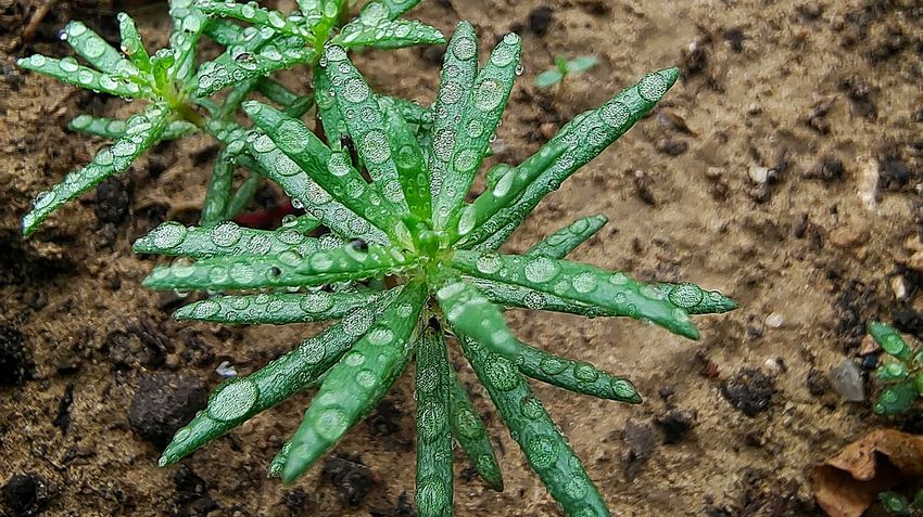  Hydroponic Weed Valued At Rs 25 Crore Seized At Mumbai Airport In Eight Cases