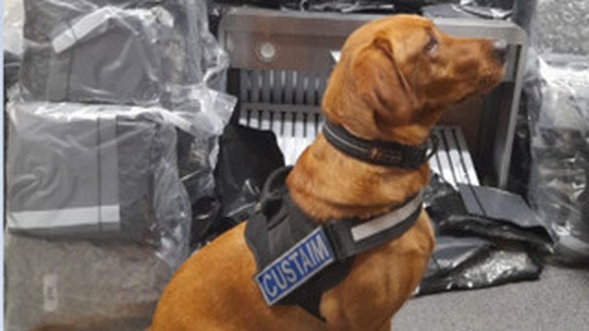  Cannabis worth around €3m seized at Dublin Airport