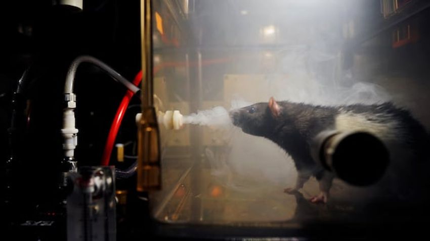  Stressed-out rats seek cannabis to cope, new study finds